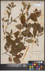 Foto von Salix caprea L.